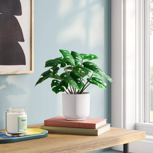 Green leafy plant in white pot on wooden table with books and candle near window