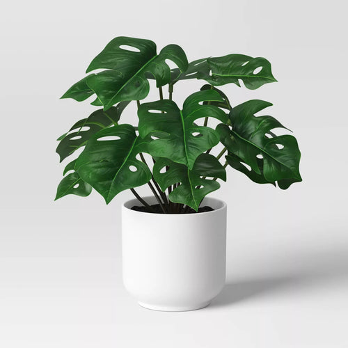 Monstera plant in white pot for home decor